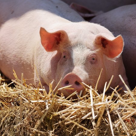 Ein ausgewachsenes Schwein liegt auf Stroh.